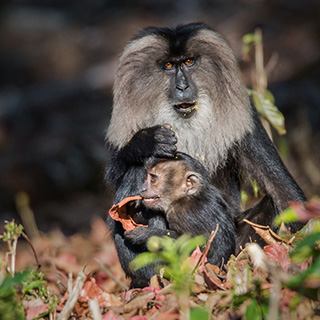 Valparai - Wanderoe met baby